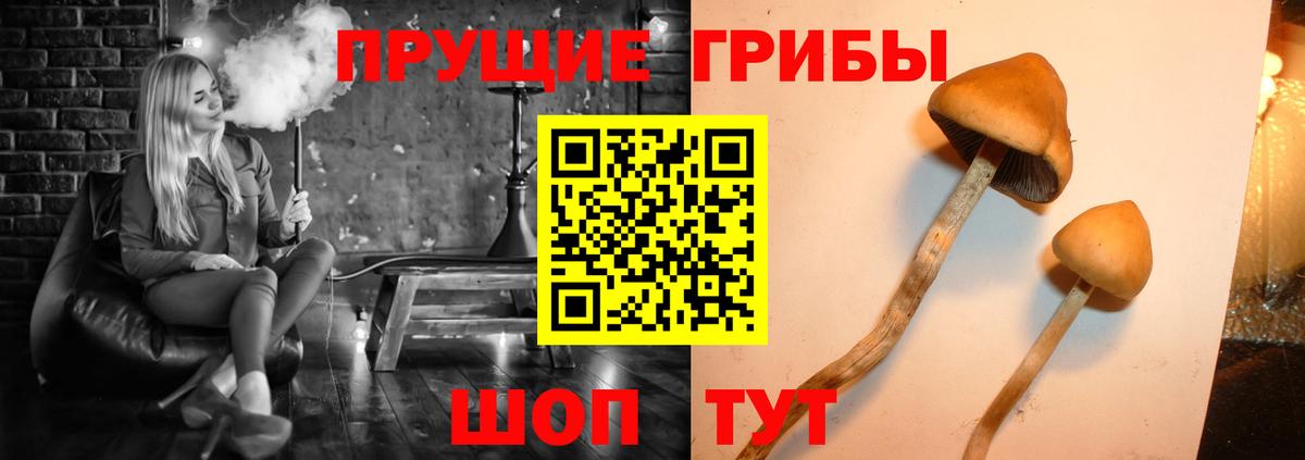 Чистополь  Псилоцибиновые грибы Magic Shrooms  Псилоцибиновые грибы Magic Shrooms  Вход с VPN 